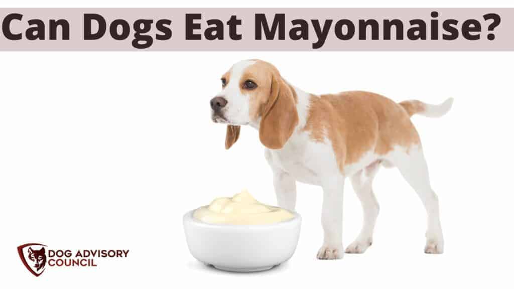 Can Dogs Eat Mayonnaise? Photo of a dog with a bowl of mayonnaise in front of him.