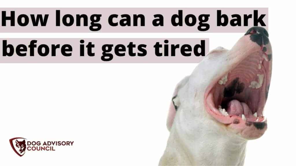 How long can a dog bark before it gets tired. Photo of a dog barking.