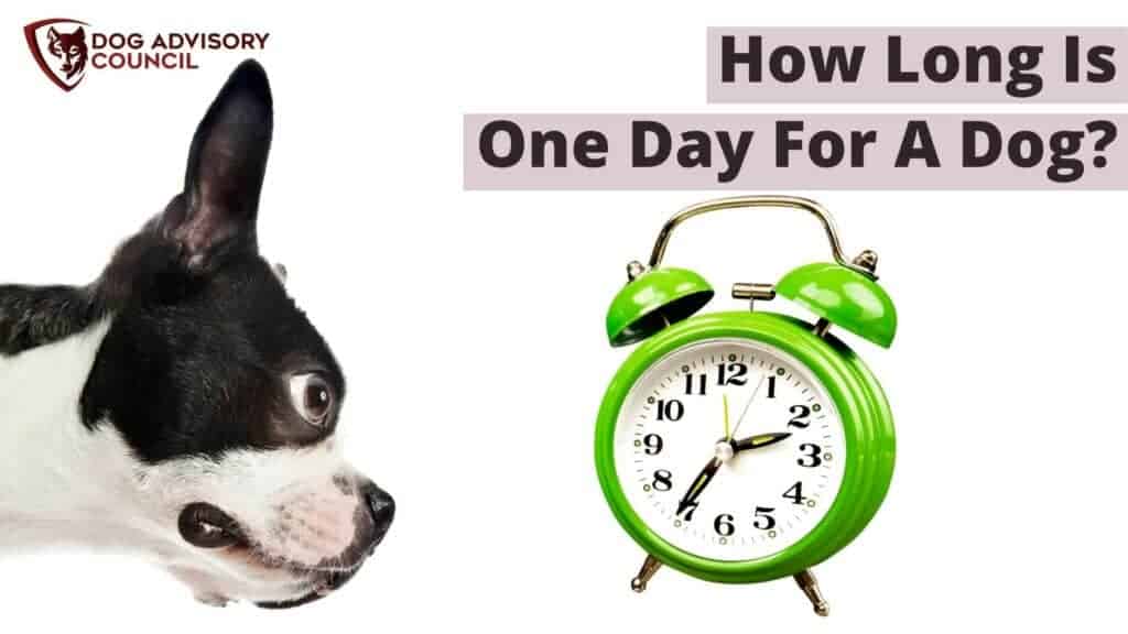 how-long-is-one-day-for-a-dog-a-month-and-a-year-we-love-animals