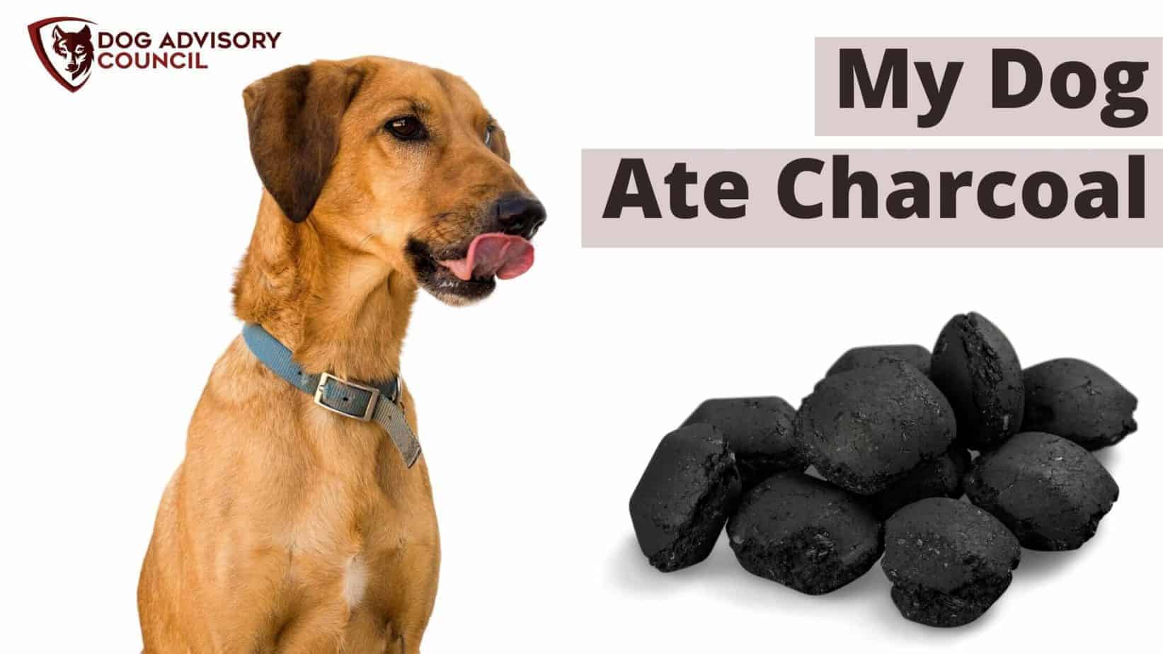 My Dog Ate Charcoal - Symptoms You Should Watch | Dog Advisory Council