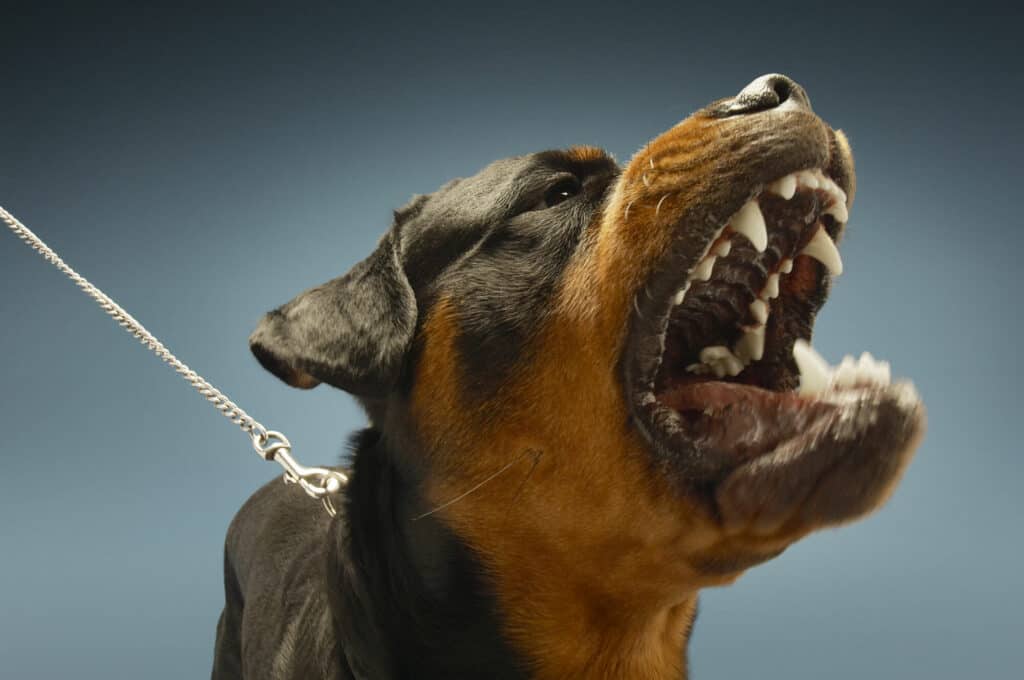 are rottweiler bulldogs dangerous