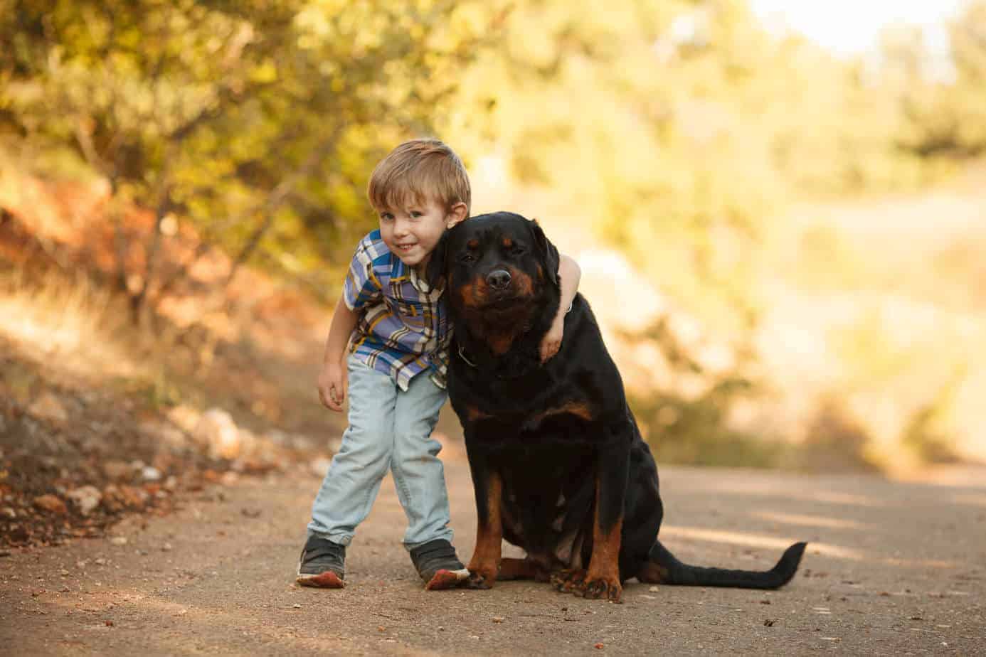 Are Rottweilers Dangerous Dogs? (To Owners and Other Dogs) Dog