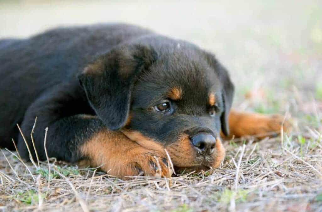 Are Rottweilers Good Guard Dogs? Photo of a Rottweiler looking cute.