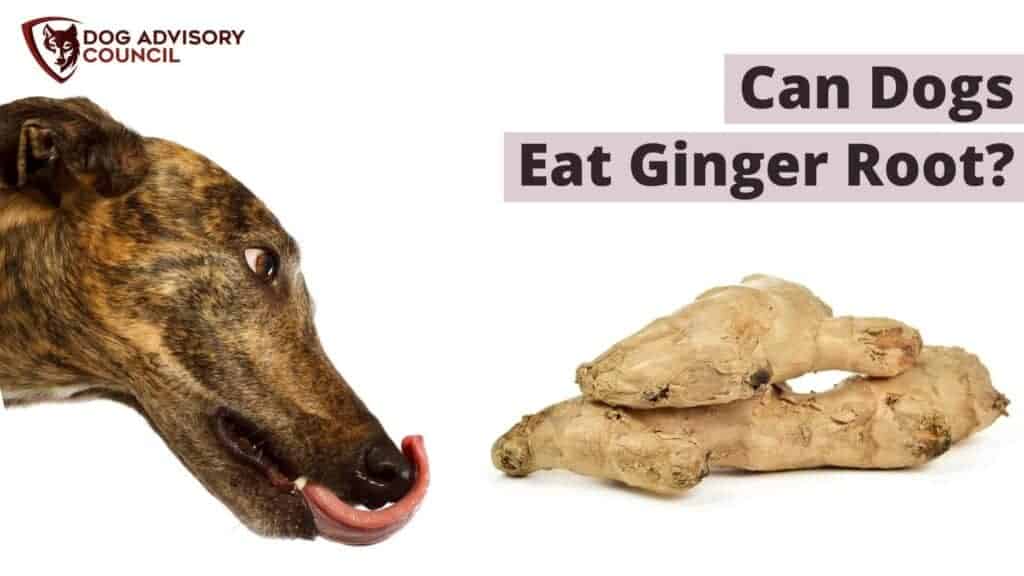 Can Dogs Eat Ginger Root? Photo of a dog looking to ginger root and licking his lips.