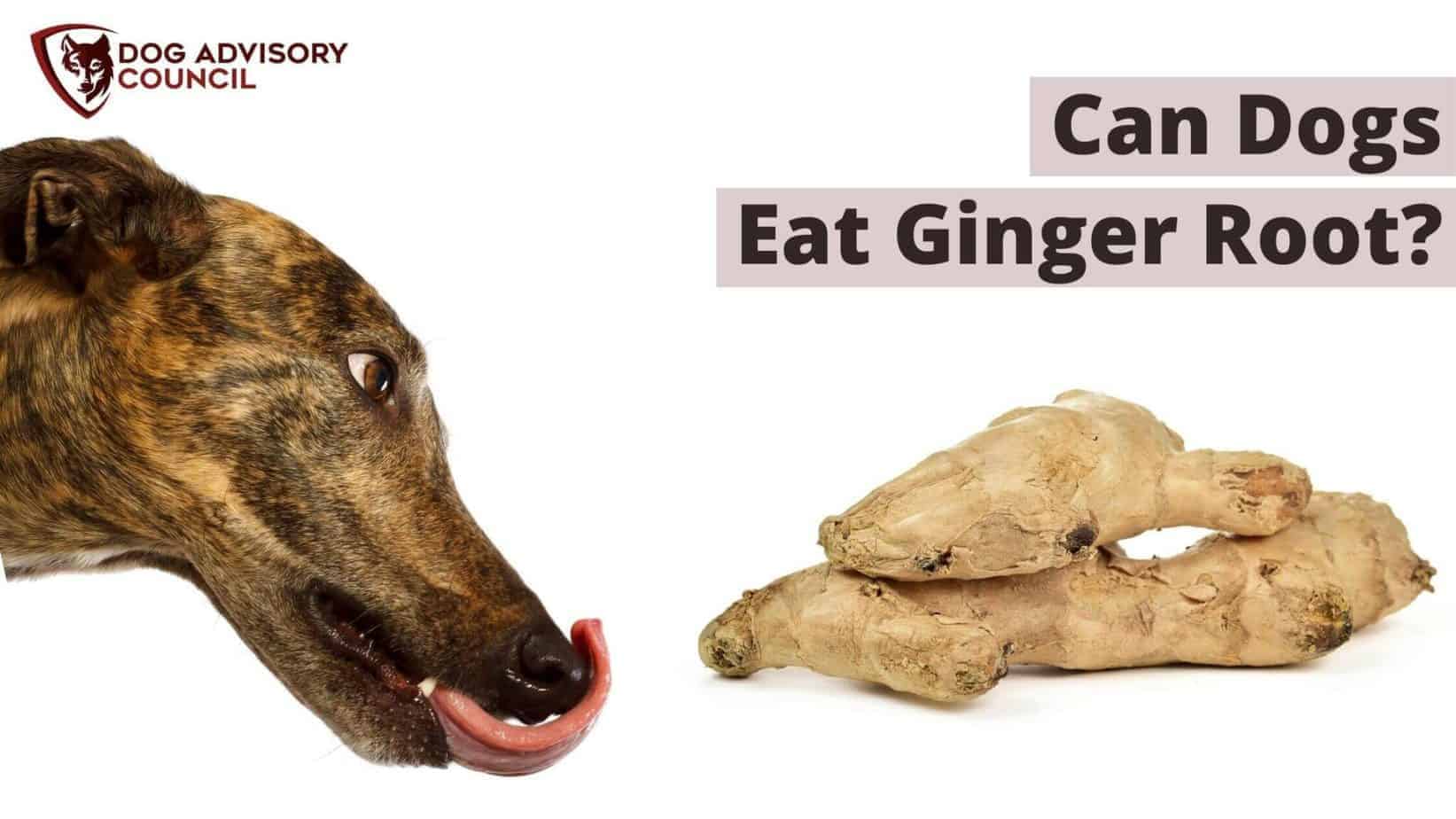 Can Dogs Eat Ginger Root? Raw, Dried, or Cooked? (Explained) Dog