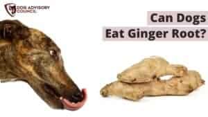 Can Dogs Eat Ginger Root