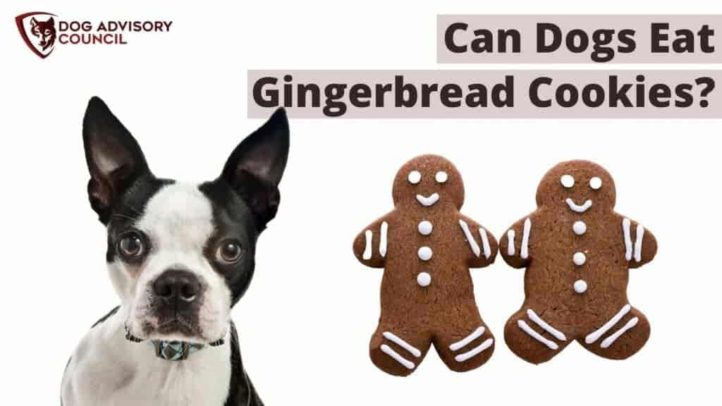 Can Dogs Eat Gingerbread Cookies? Photo of a dog and two gingerbread cookies.