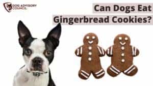 Can Dogs Eat Gingerbread Cookies