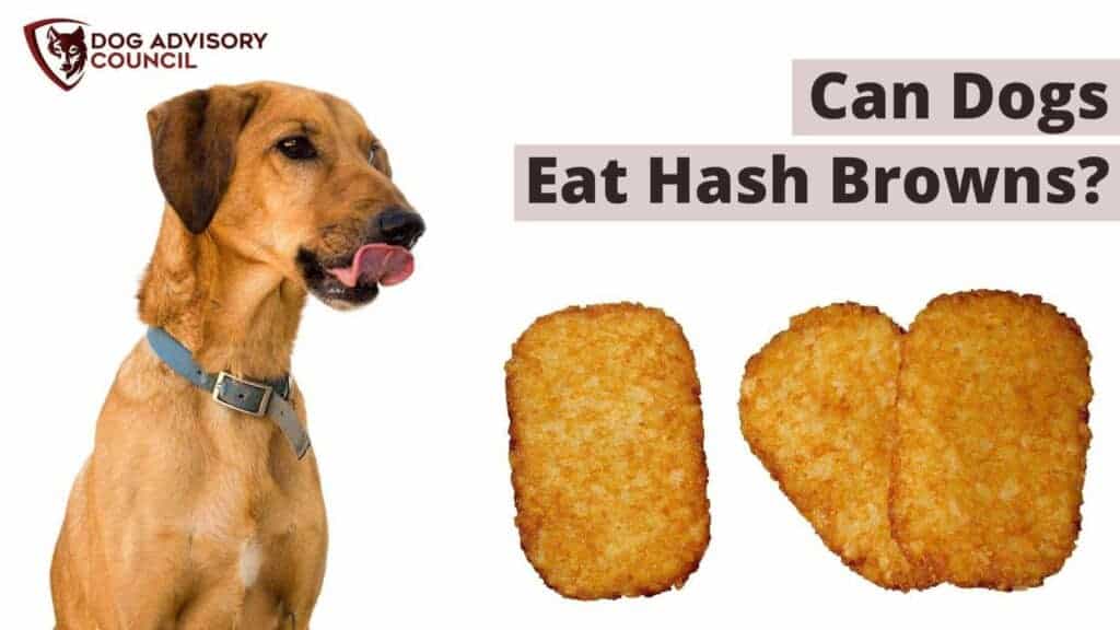 Can Dogs Eat Hash Browns? Photo of a dog looking into three hash browns and licking his lips.