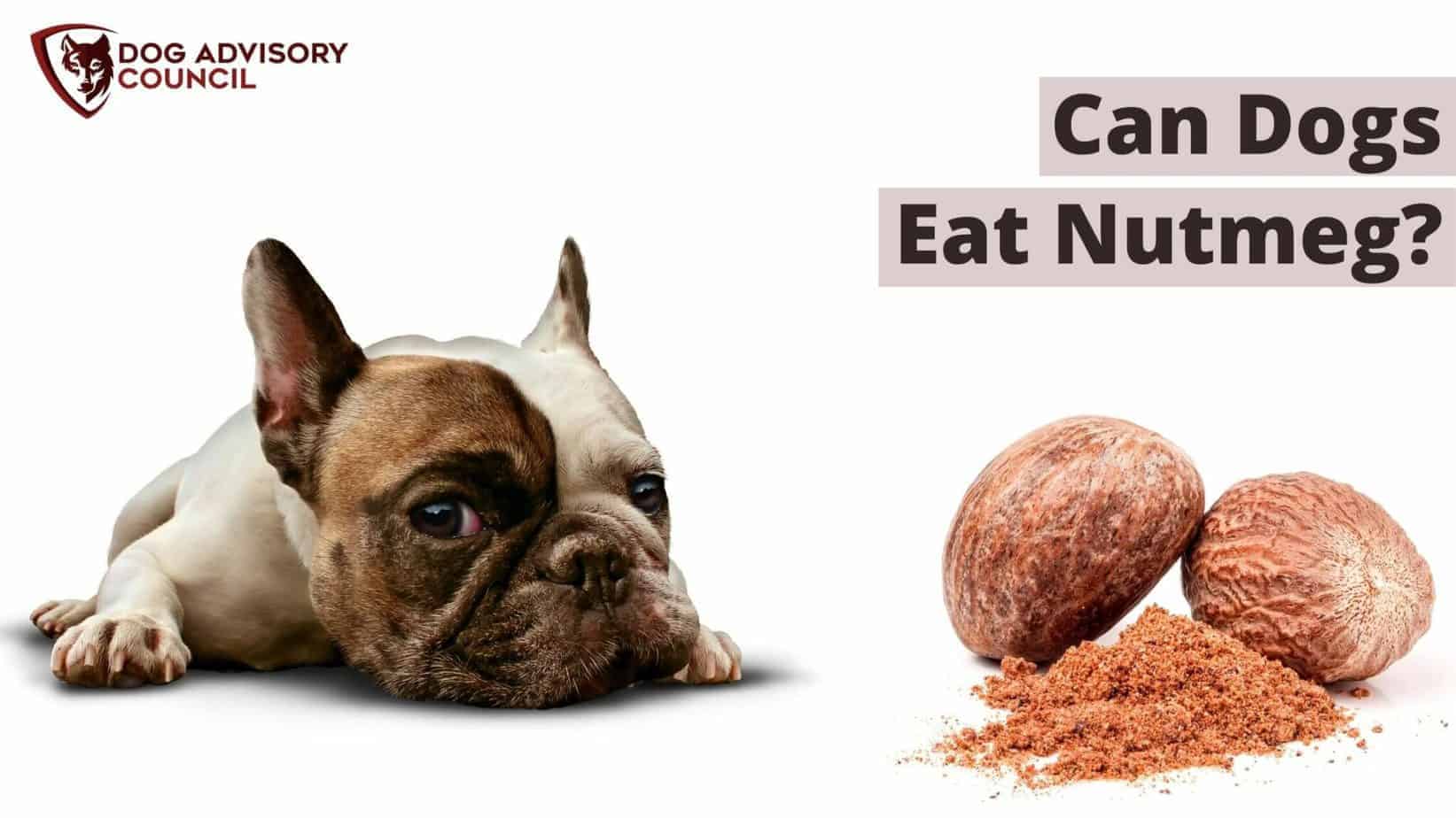 Can Dogs Eat Nutmeg? (How Much Is Too Much) Dog Advisory Council