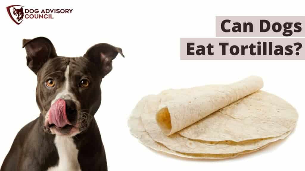 can you give dogs tortillas