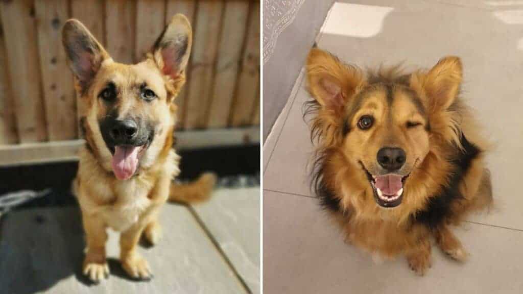 Corgi German Shepherd Mix. Photo of two Cormans looking cute