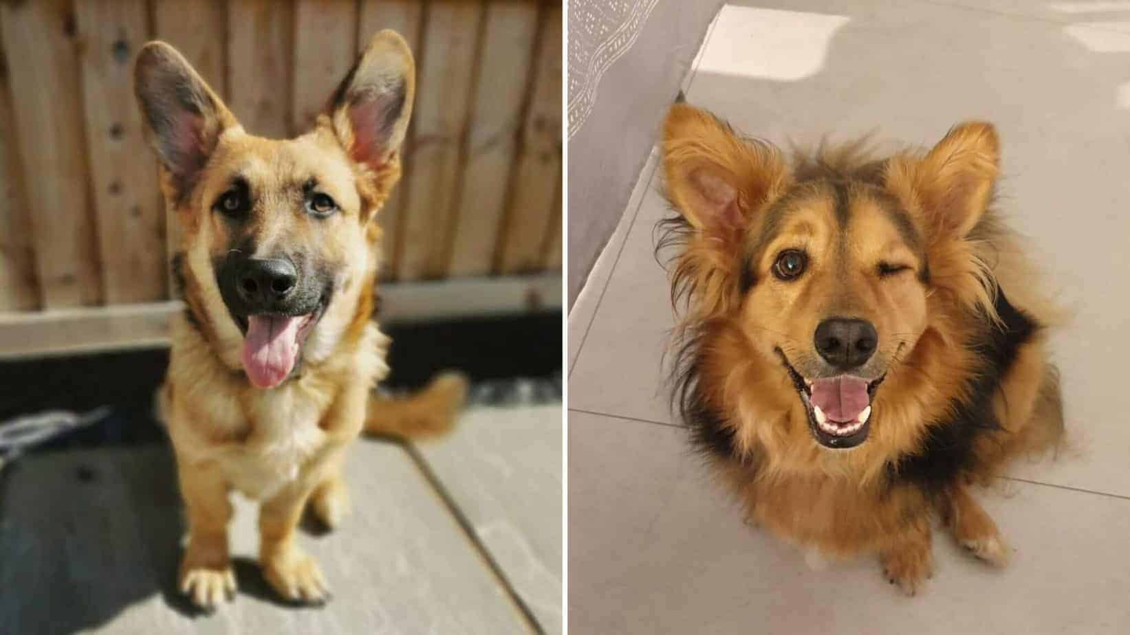 Corgi German Shepherd Mix - All You Should Know (+ Photos) | Dog