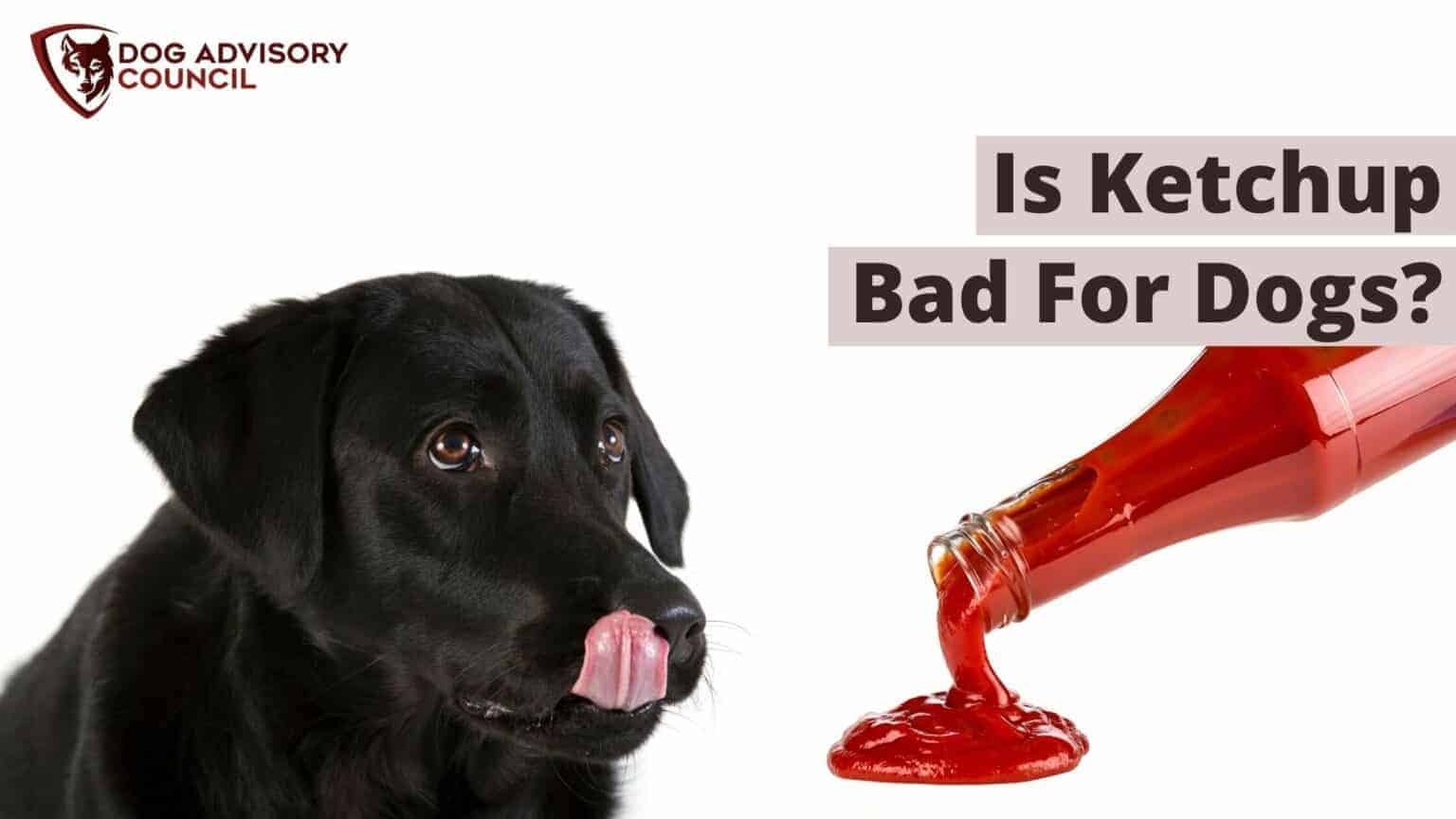 Is Ketchup Bad For Dogs? (How Much is Too Much?) Dog Advisory Council