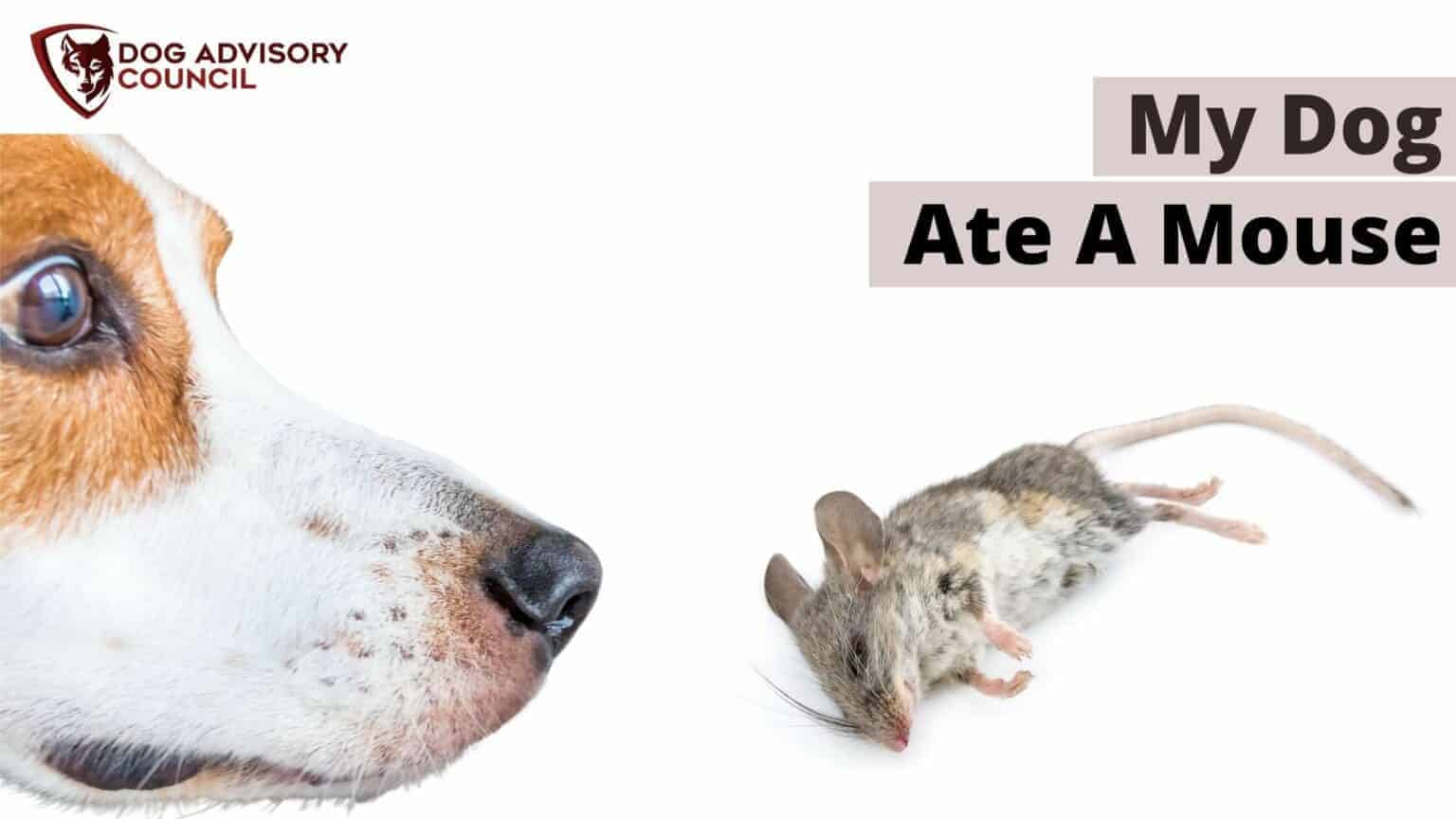What Do I Do If My Dog Ate A Mouse? (Dead Or Alive) Dog Advisory Council