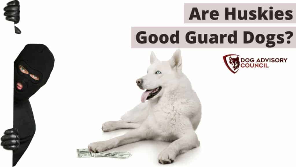 Husky good best sale guard dog