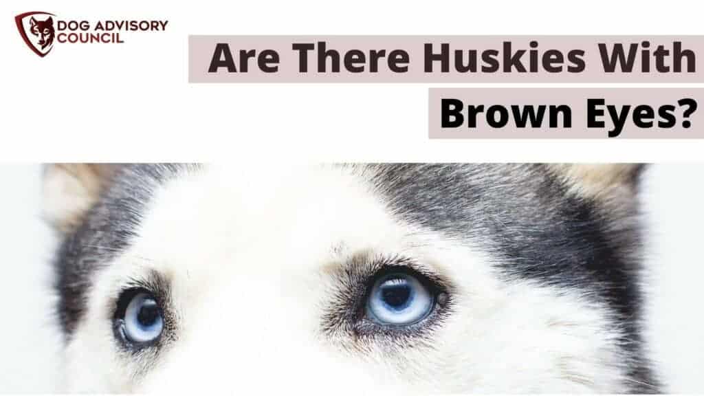 Are There Huskies with Brown Eyes? Photo of a Husky dog with blue eyes.