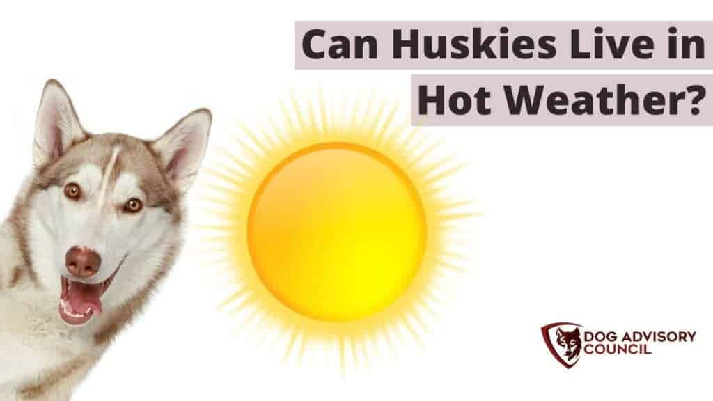 are huskies dangerous pets