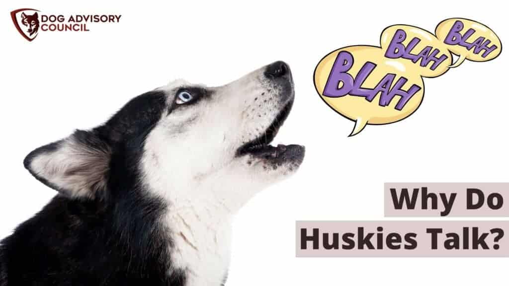 can huskies growl