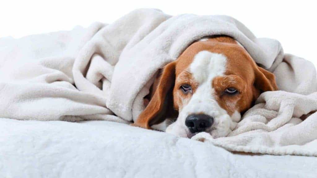 Photo of a dog sick in bed with parvo.