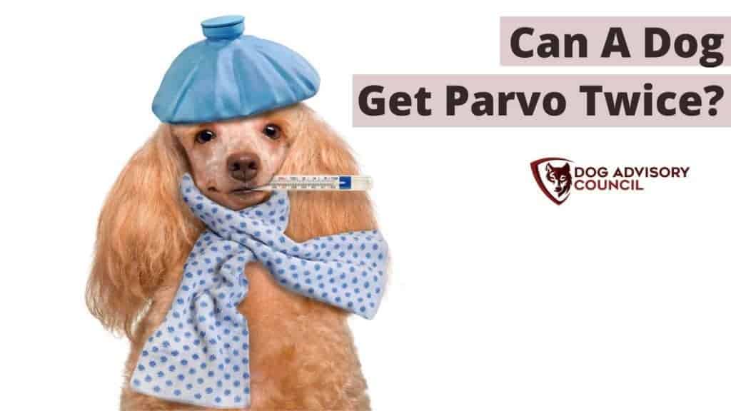 Can a Dog Get Parvo Twice? Photo of a sick dog