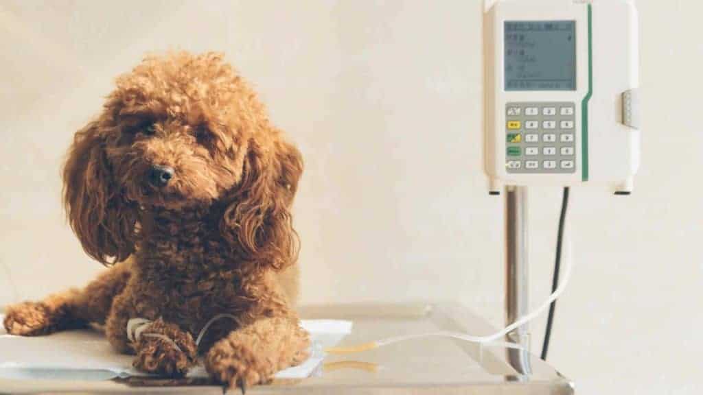 Photo of a dog sick with parvo in the vet hospital.