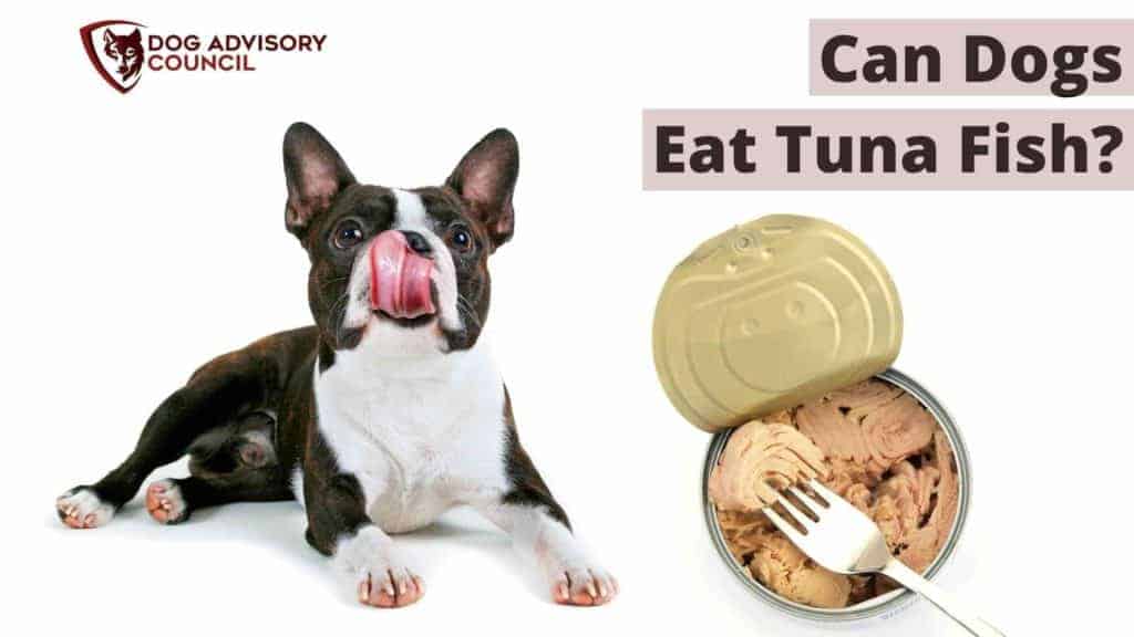 Can dogs eat tuna fish best sale