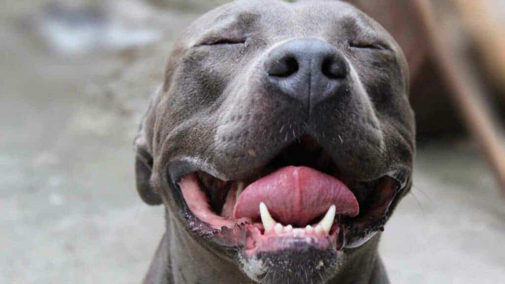 Gator pitbull with mouth open looking like he is smiling