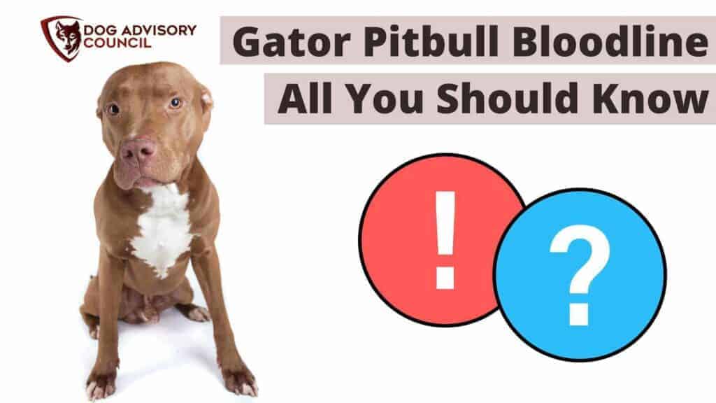 Gator mouth sale blue pitbull