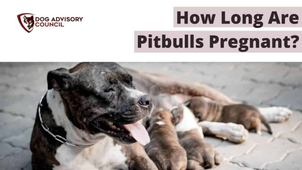 How long are Pitbulls pregnant? Photo of a pitbull mom with her puppies