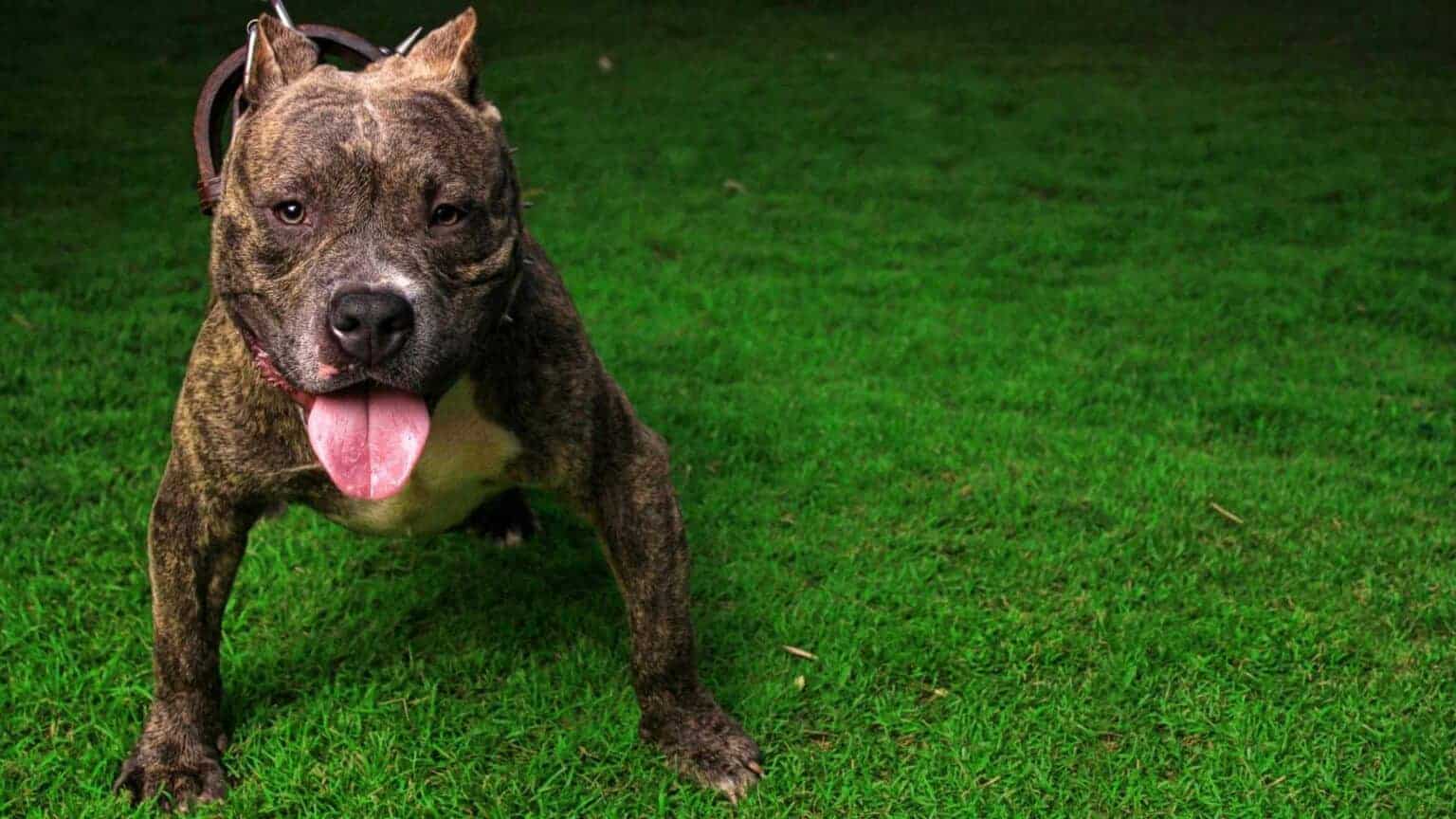 Pitbull Muscle How to Make a Pitbull Muscular? (What to Feed and