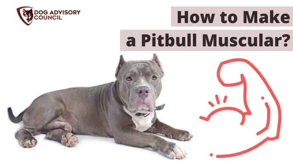 How to make a pitbull muscular. Photo of a muscular pitbull