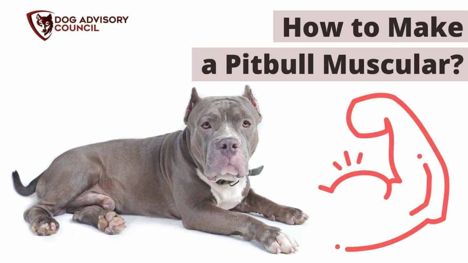 Pitbull Muscle How to Make a Pitbull Muscular? (What to Feed and