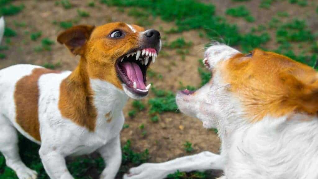 Photo of two jack Russel dogs attacking each other