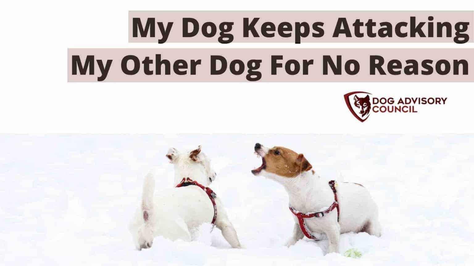 My Dog Keeps Attacking My Other Dog For No Reason Dog Advisory Council