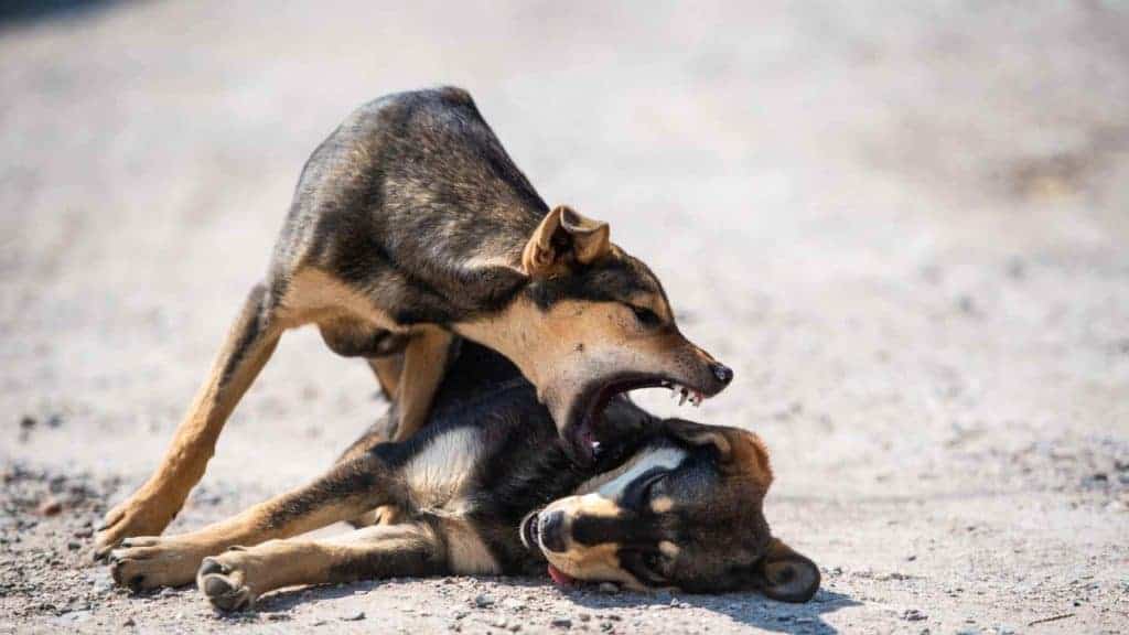 Photo of a dog attacking other dog laying on the ground for no reason.