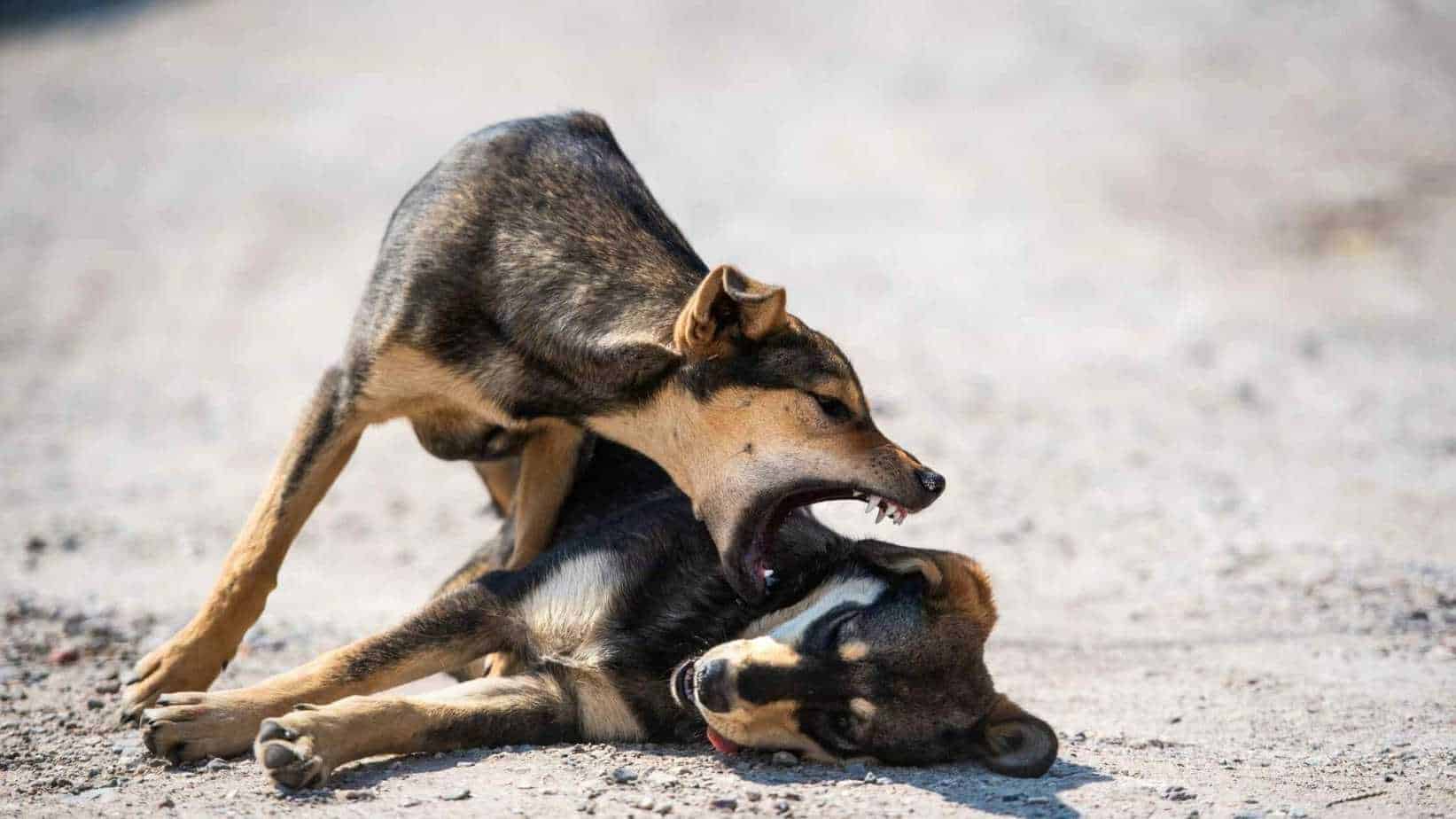 My Dog Keeps Attacking My Other Dog For No Reason Dog Advisory Council
