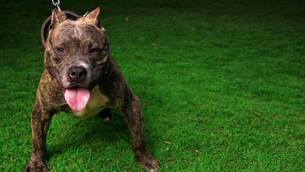 Pitbull bite force. Photo of a Pitbull looking for the photo.