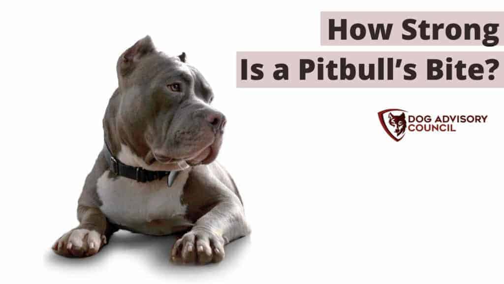 Pitbull Bite Force - How Strong Is a Pitbull’s Bite? Photo of a Pitbull looking mean.