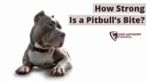 Pitbull Bite Force - How Strong Is a Pitbull’s Bite?