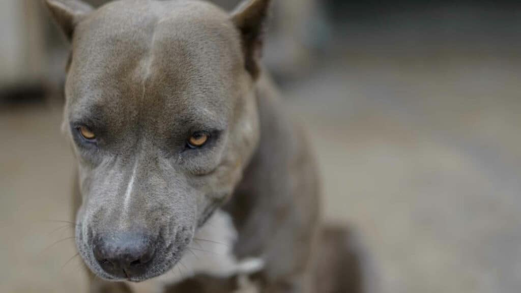 Pitbull Razor Edge Bloodline. Photo od a Razor Edge Pitbull looking down.