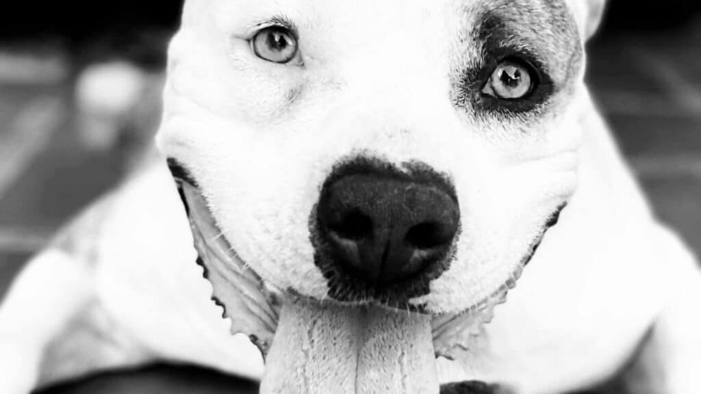 Black and white photo of a Razor Edge Pitbull