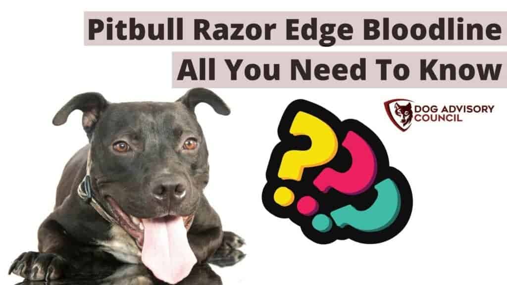 Pitbull Razor Edge Bloodline. Photo of a Pitbull Razor Edge laying on the ground on a white backgroun smiling.