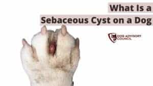 Sebaceous Cyst on a Dog