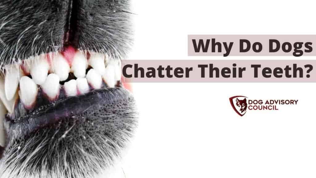 Why Do Dogs Chatter Their Teeth? Photo of a dog chattering his teeth.