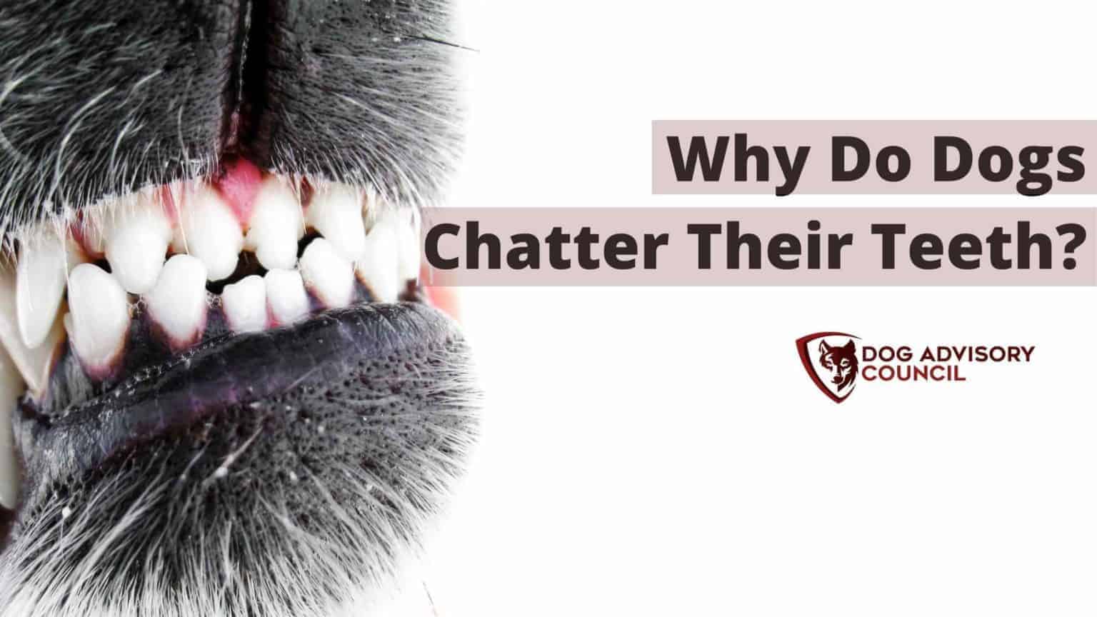Why Do Dogs Chatter Their Teeth? (Dog Teeth Grinding Explained) Dog