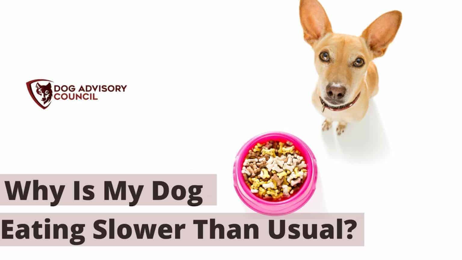 Why Is My Dog Eating Slower Than Usual? Should You Worry? Dog
