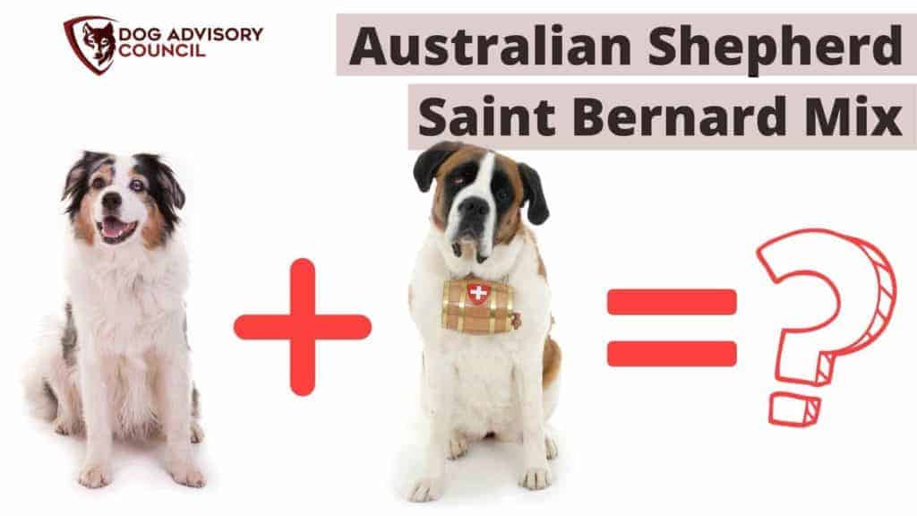 Australian Shepherd St Bernard Mix. Photo of a Australian Shepherd and a Saint Bernard side by side.