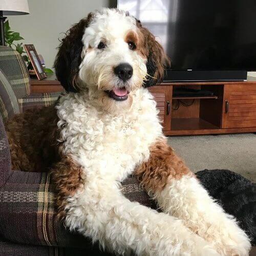 A Bernese mountain dog and poodle mix with more prominent poodle features.