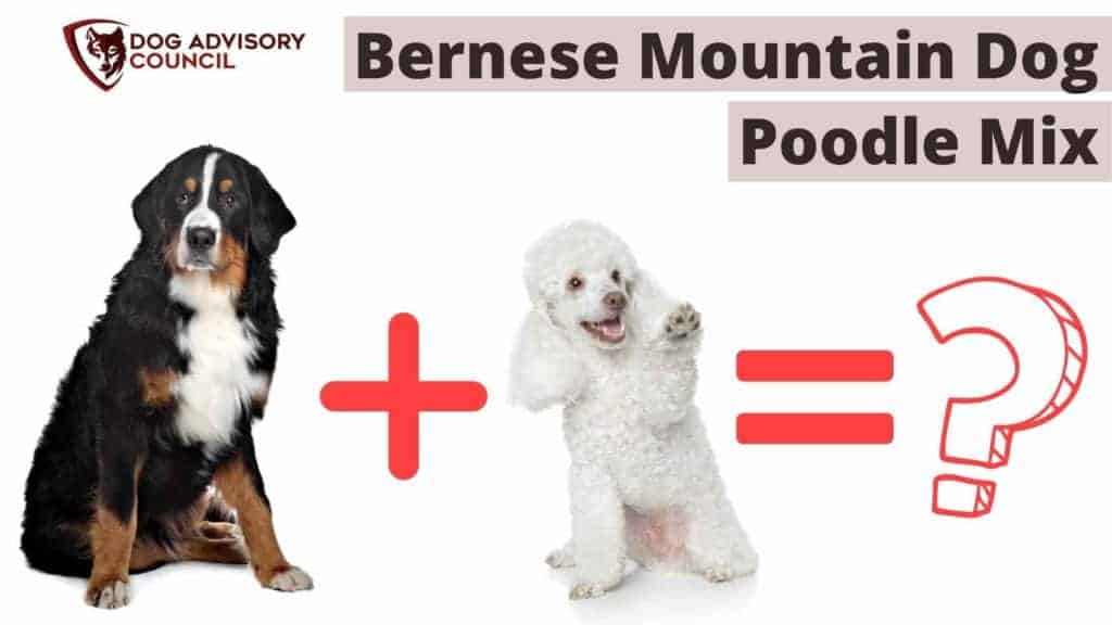 Bernese Mountain Dog Poodle Mix. Photo of a Bernese and a Poodle sitting down.